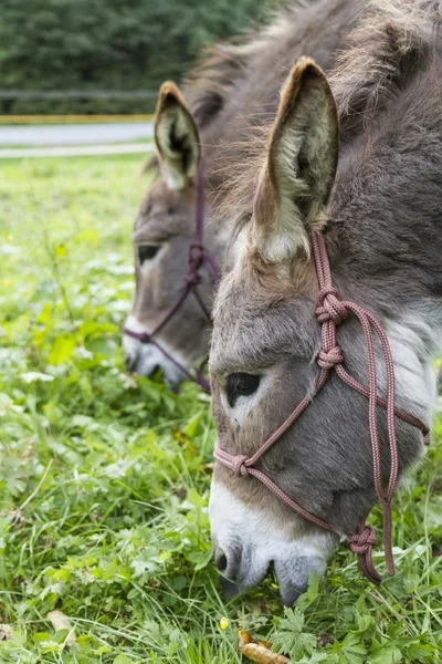 Dos burros comiendo hierba. imagen exterior —  Fotos de Stock