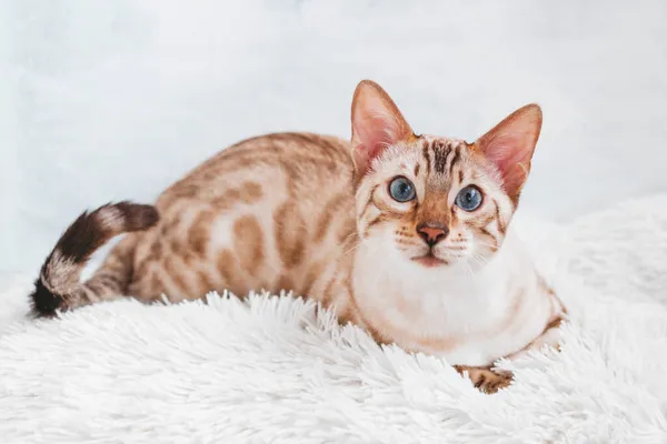 Hermoso Gato Bengala Con Ojos Azules Blanco Suave Esponjoso Cuadros —  Fotos de Stock