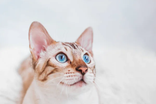 Primer Plano Retrato Hermoso Gato Bengala Con Ojos Azules Sobre —  Fotos de Stock