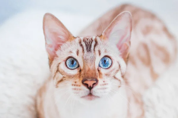 Primer Plano Retrato Hermoso Gato Bengala Con Ojos Azules Sobre Imagen de archivo
