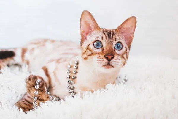 Joven Hermosa Gato Bengala Está Jugando Con Cuentas Plata Blanco —  Fotos de Stock