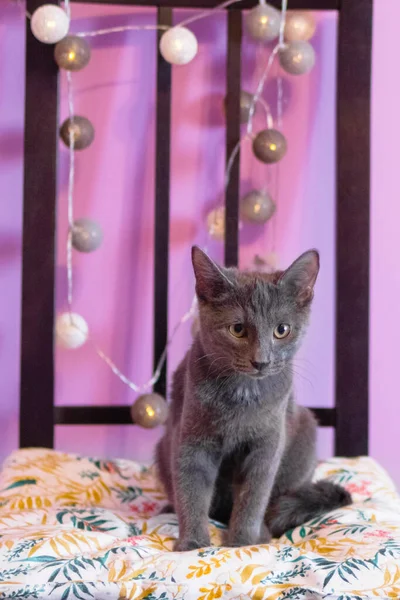 Pequeño Gatito Raza Rusa Azul Gato Sentado Suave Silla Con —  Fotos de Stock