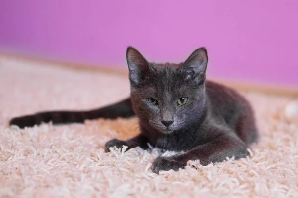 Retrato Gato Azul Ruso Lindo Sobre Cuadros Rosados Sobre Fondo —  Fotos de Stock