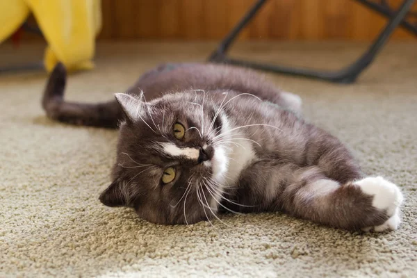 Belo Gato Cinza Branco Fofo Está Descansando Varanda Luz Sol — Fotografia de Stock