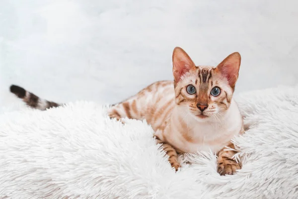 Gato Bengala Bonita Com Olhos Azuis Branco Macio Macio Macio — Fotografia de Stock