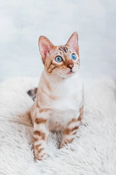 Joven Gato Plata Tabby Bengala Con Hermosos Ojos Azules Sobre —  Fotos de Stock
