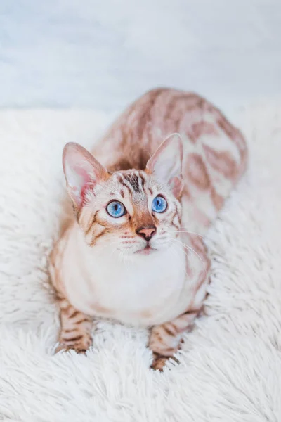Młody Srebro Tabby Bengalski Kot Piękny Niebieski Oczy Biały Miękki — Zdjęcie stockowe