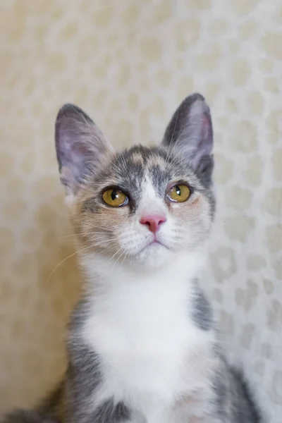Portrait Little Tricolor Kitten Green Eyes — Stock Photo, Image