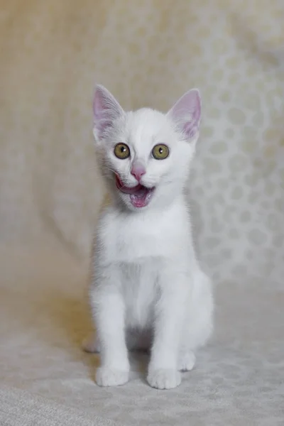 Petit Chaton Blanc Bouche Ouverte Chat Frapper Langue Lèvres Dehors — Photo