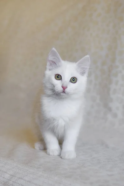 Retrato Pequeno Gato Branco Fofo Com Olhos Verdes — Fotografia de Stock