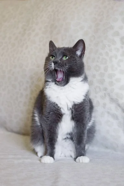 Adorable Gordito Gato Blanco Azul Con Boca Abierta Gato Soñoliento — Foto de Stock