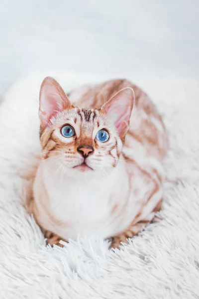 플래디 아름다운 고양이의 — 스톡 사진