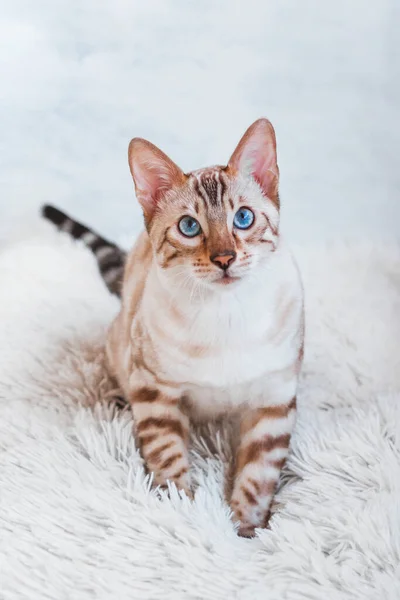 Bengalische Katze Mit Blauen Augen Sitzt Auf Weißem Weichem Flauschigem — Stockfoto