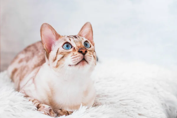Портрет Срібного Таббі Бенгальська Кішка Красивими Блакитними Очима Білій Якій — стокове фото