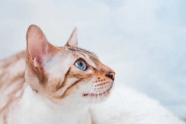 Close Retrato Prata Tabby Bengala Gato Com Belos Olhos Azuis — Fotografia de Stock