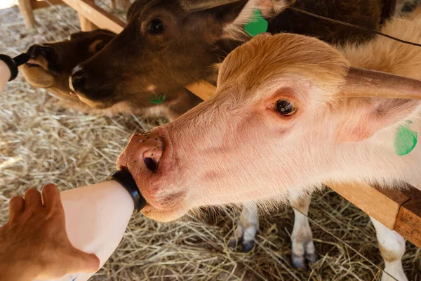 Alimentación Pequeños Terneros Leche Biberones Una Granja Local Búfalos Laos —  Fotos de Stock