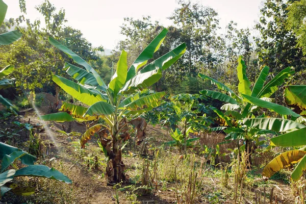 1月のバナナの木のプランテーション ラオスのルアンパバーン県 — ストック写真