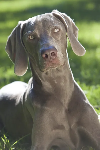 Wyżeł weimarski psa na trawie w słońcu — Zdjęcie stockowe