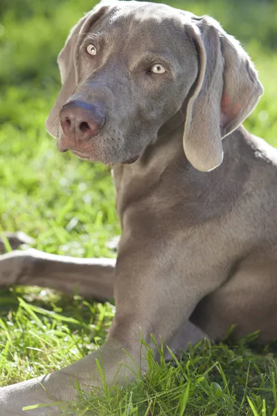 Weimaraner cão deitado na grama em sol — Fotografia de Stock