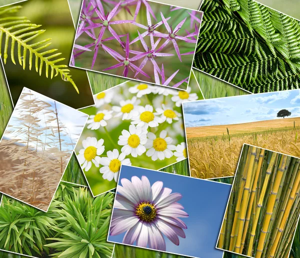Natural Green Environment Plants Field Flowers Montage — Stock Photo, Image