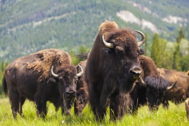 American Bison or Buffalo clipart