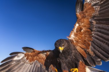 Harris Hawk clipart