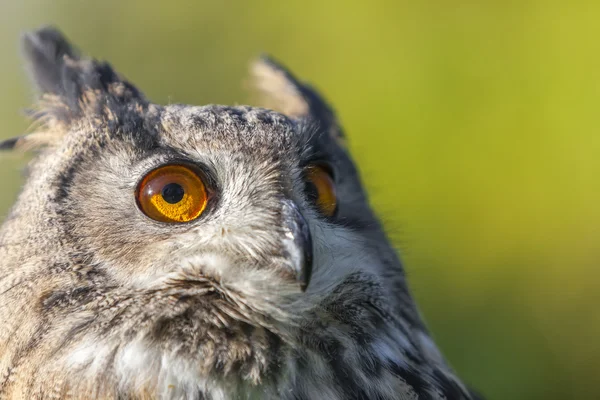 Europese oehoe — Stockfoto