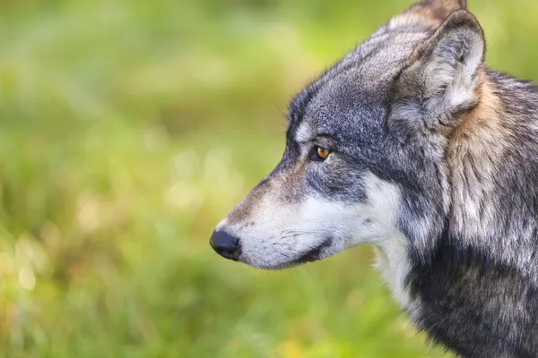 Nordamerikanischer Grauwolf — Stockfoto