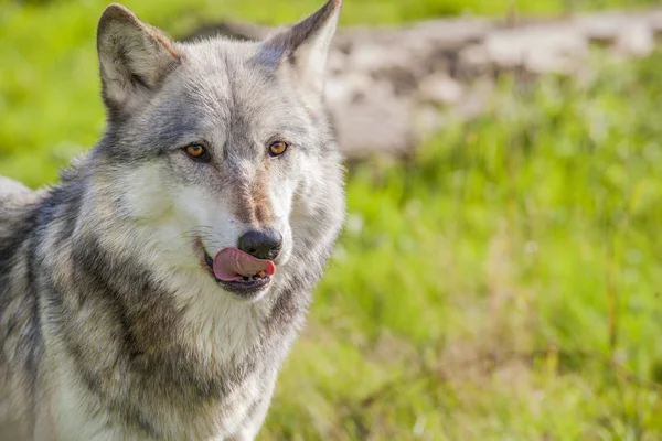 Mand nordamerikanske grå ulv - Stock-foto