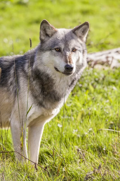 North American Gray Wolf — Stock Photo, Image