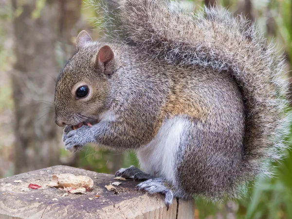 Gray Squirrel Eating a Peanut Stock Picture