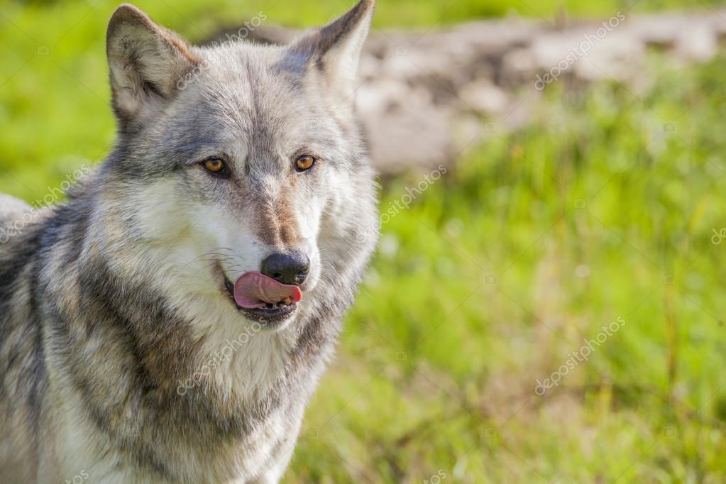 Male North American Gray Wolf — Stock Photo © dmbaker 38622533