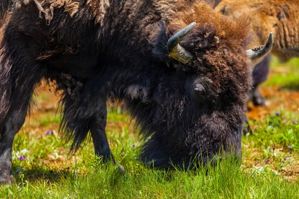 Bisonte Americano Buffalo Che Mangia Erba — Foto Stock