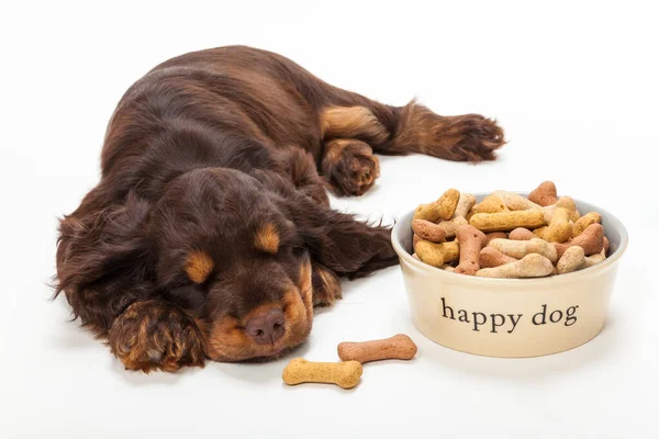 Lindo Perrito Cocker Spaniel Durmiendo Por Happy Dog Bowl Galletas —  Fotos de Stock