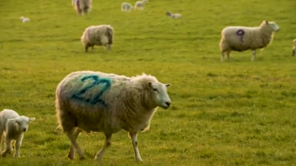 4Kパンニングビデオクリップ夕方の日差しの中で農場を歩いている母親の羊と赤ちゃんの子羊 — ストック動画