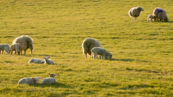 Vídeo Clip Mãe Ovelhas Cordeiros Bebê Campo Uma Fazenda Pôr — Vídeo de Stock