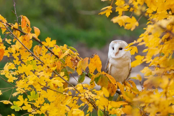 秋または秋の間の木の中で一般的なバーンフクロウ タイトーアルバ — ストック写真