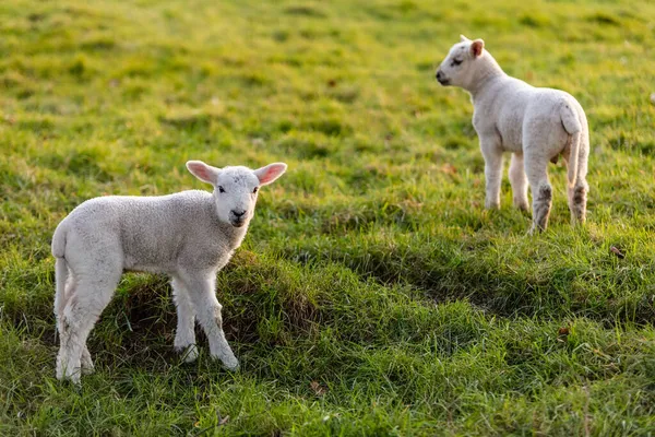 Young Spring Lambs Baby Sheep Green Farm Field — Stock Photo, Image