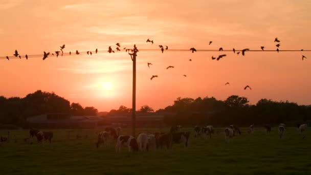 Slow Motion Clip Krowy Pasące Się Polu Zachodzie Słońca Ptaki — Wideo stockowe