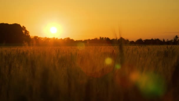 Clip Mise Point Coucher Soleil Sur Champ Blé Orge Coucher — Video