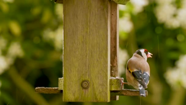 Zeitlupen Videoclip Von Stieglitz Der Sommer Samen Sonnenblumenherzen Von Einem — Stockvideo