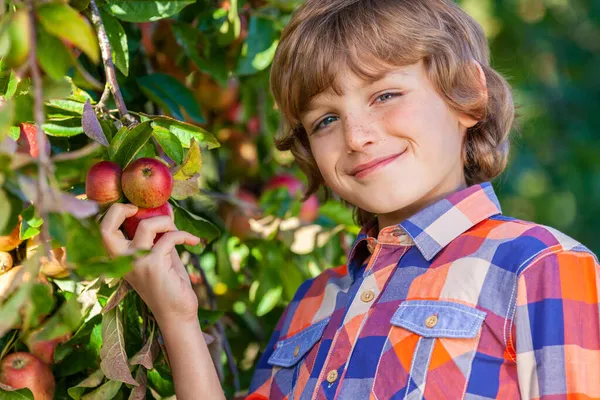 果樹園の木から有機栽培赤リンゴを拾うと完璧な歯で笑顔の幸せな少年男性子供の屋外のポートレート — ストック写真