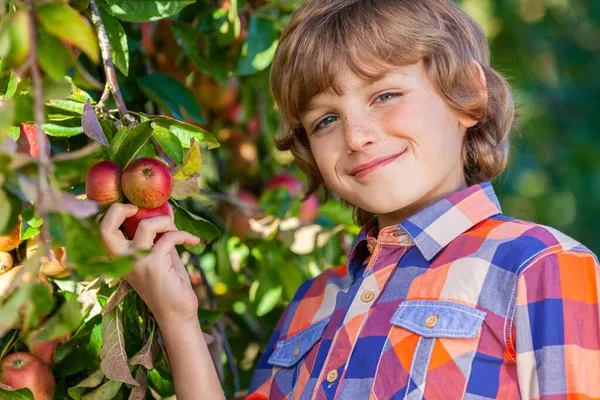 Retrato Livre Menino Feliz Menino Macho Escolhendo Uma Maçã Vermelha — Fotografia de Stock