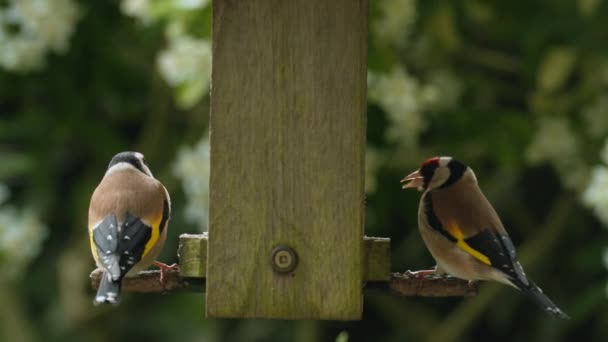 Video Clip Birds Two European Goldfinches Blue Tit Fighting Eating — Vídeos de Stock