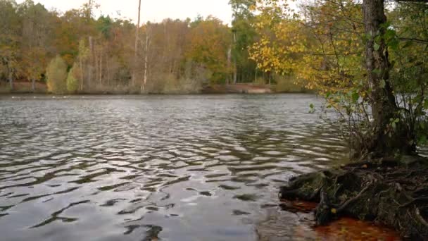 カナダと秋または秋の木々に囲まれた湖の4Kクリップ Geese水泳 — ストック動画