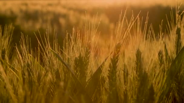 Clip Trigo Campo Cebada Soplando Viento Atardecer Amanecer — Vídeo de stock