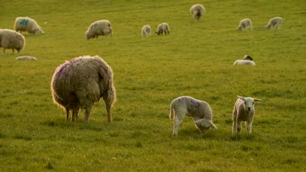 4Kビデオクリップ羊や赤ちゃんの子羊の放牧黄金の夜の日差しの農場でフィールド — ストック動画