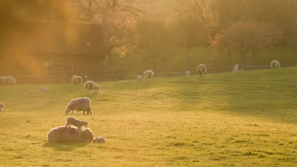 4Kビデオクリップ羊と赤ちゃんの子羊畑の農場で日没や日の出 — ストック動画