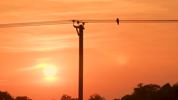 Slow Motion Clip Bij Zonsondergang Van Vogels Kraaien Zittend Vliegend — Stockvideo