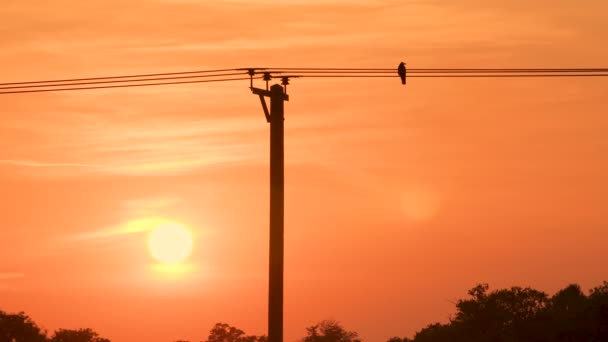 4K鳥の日没時のスローモーションクリップは 架空電話または電源線またはケーブルから垂れて飛んでくるカラス — ストック動画
